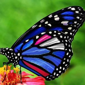 Meet your Posher, Renee